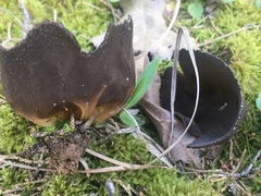 Helvellaceae