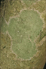 Desmococcus