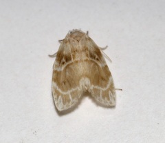 Schistophleps bipuncta