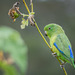 Cobalt-rumped Parrotlet - Photo (c) Eden Fontes, some rights reserved (CC BY-NC), uploaded by Eden Fontes