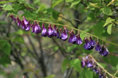 Vicia pseudo-orobus