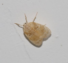 Schistophleps bipuncta