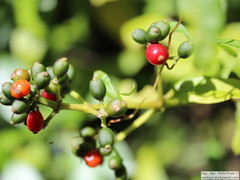 Psychotria carthagenensis
