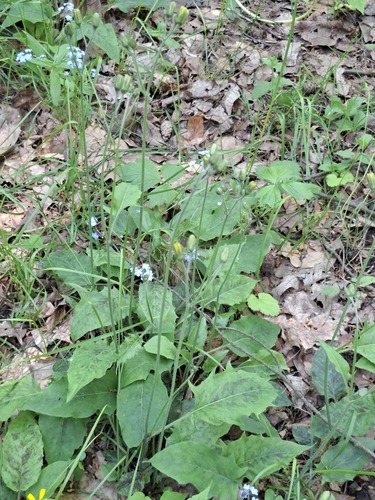 Hieracium glaucinum observed 2026-05-22