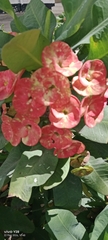 Euphorbia roseana, photograph Peter Ngolo, CC BY, iNaturalist via GBIF