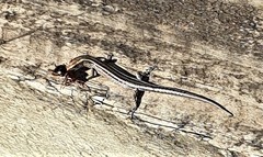 Cryptoblepharus pulcher pulcher