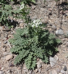 Lepidium thurberi