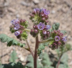 Phacelia coerulea