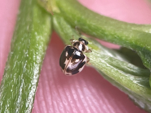 Twenty-spotted Lady Beetle