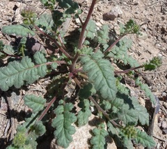 Phacelia coerulea
