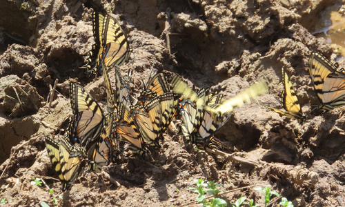Östlicher Tiger-Schwalbenschwanz