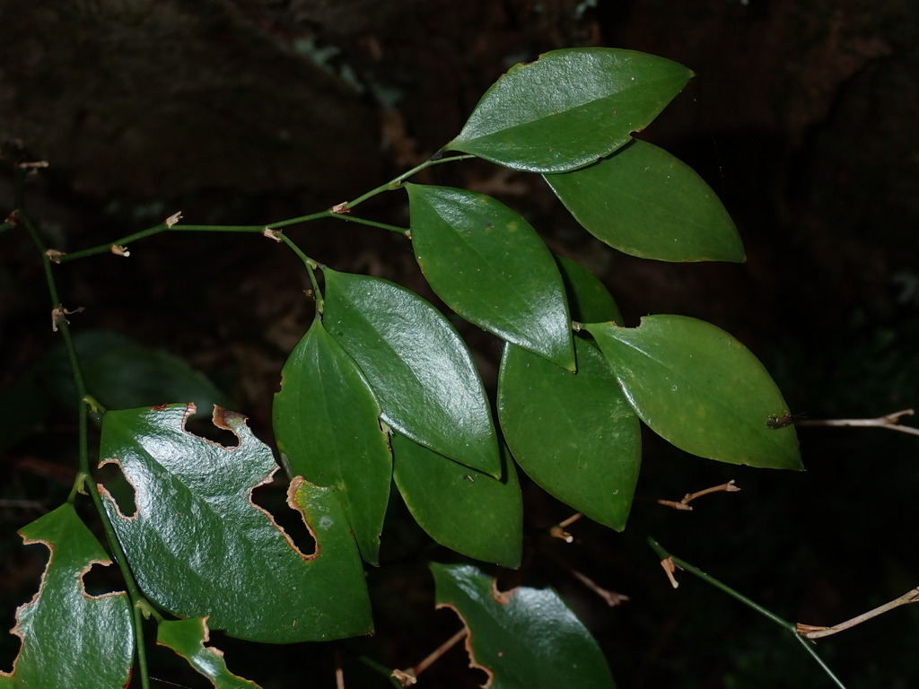 Smilax hayatae (Smilax hayatae)