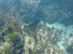 Aplodactylus arctidens