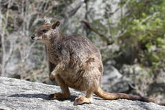 Petrogale mareeba