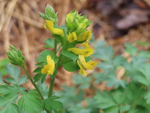 Corydalis flavula, photograph 1