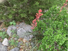 Hesperaloe parviflora