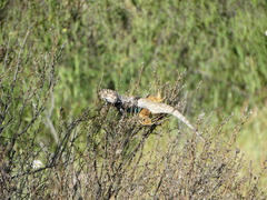 Sceloporus zosteromus