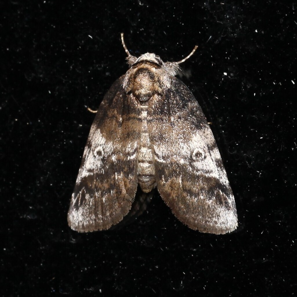 Pale Baileya Moth from Schuyler County, NY, USA on May 18, 2026 at 10: ...
