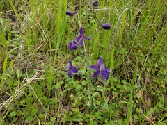 Delphinium patens