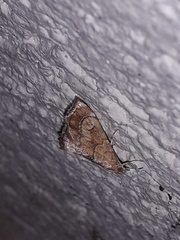 Scybalistodes periculosalis