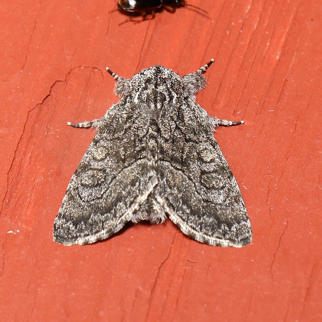 Broth Moth Brother Moth from Schuyler County, NY, USA on May 18, 2026 at 11:51 PM ...