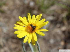 Senecio crassiflorus