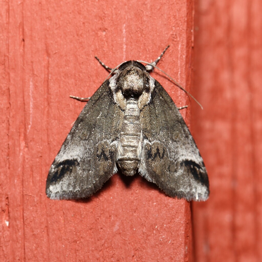 Small Baileya Moth from Schuyler County, NY, USA on May 18, 2026 at 11: ...