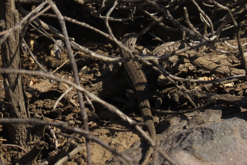 Dusky Smooth-throated Lizard