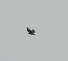 Buteo solitarius
