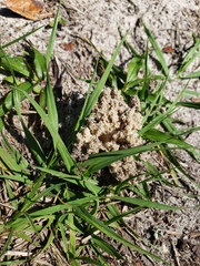 Peltotrupes profundus