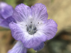 Phacelia divaricata