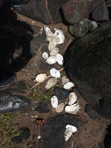Crassostrea gigas, 2020-04-10