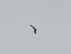 Buteo solitarius