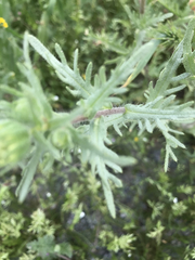 Layia pentachaeta albida