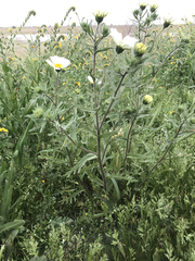 Layia pentachaeta albida