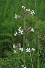 Silene repens