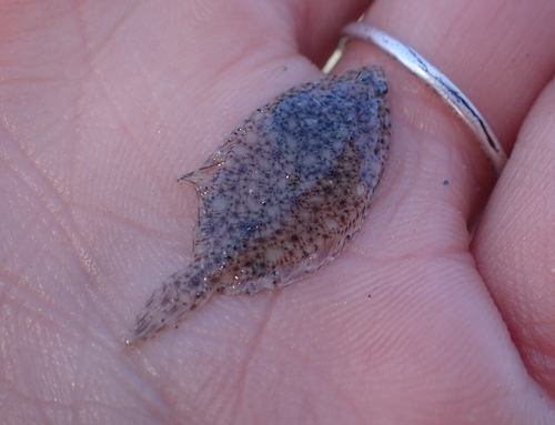 Pacific Sand Sole
