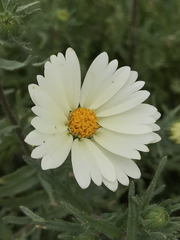 Layia pentachaeta albida