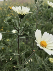 Layia pentachaeta albida