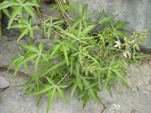 spiked manihot (Manihot subspicata)