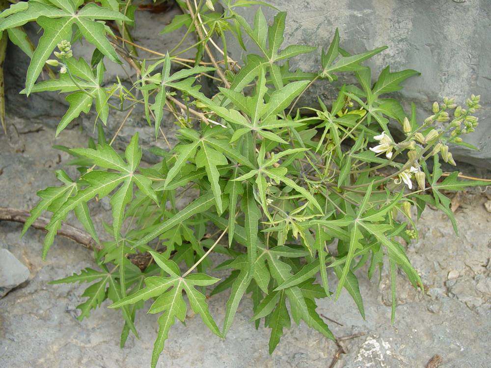Manihot subspicata