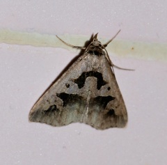 Tephriopis divulsa