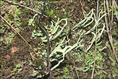 Cladonia corniculata