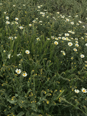 Layia pentachaeta albida