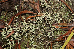 Cladonia corniculata