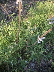 Delphinium carolinianum virescens