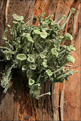 Cladonia humilis