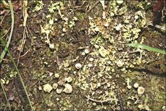 Cladonia humilis