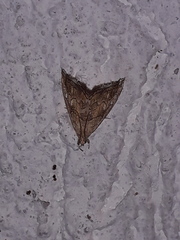 Scybalistodes periculosalis