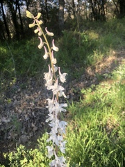 Delphinium carolinianum virescens